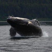 Boat Tours
