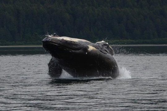 New Year’s Day long weekend in Hoonah