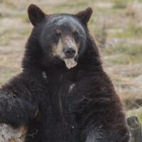 Luxury & Special Occasions