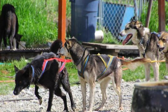Skagway Shore Excursion: Yukon Dog Sledding and Sightseeing Tour