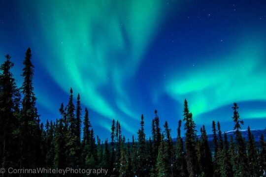 Northern Lights Experience and Cabin Dinner