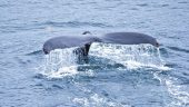 Baby whale so cute