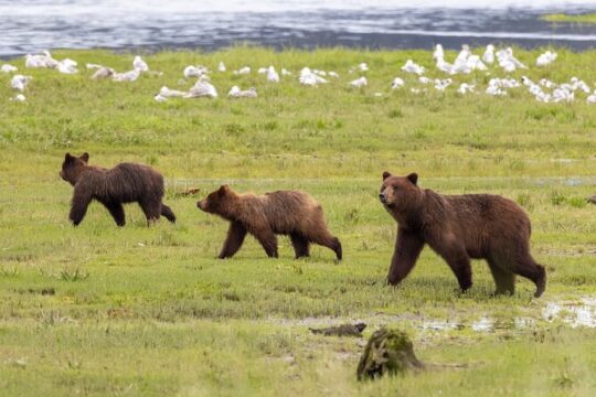 Fortress of the Bears Pack Creek