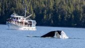 Whale watching wonder.