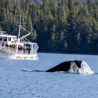 Cruises, Sailing & Water Tours