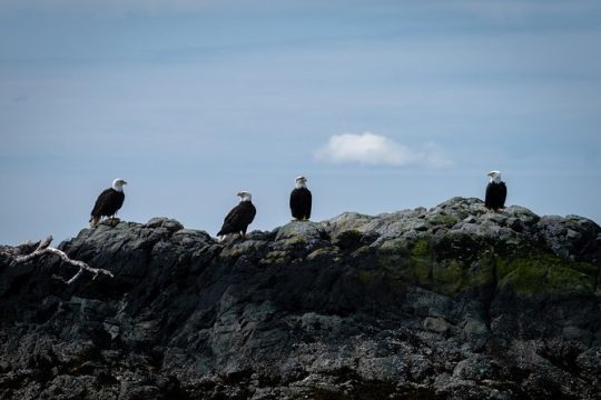 Lighthouse, Totems & Eagles Excursion
