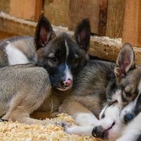 Holiday & Seasonal Tours