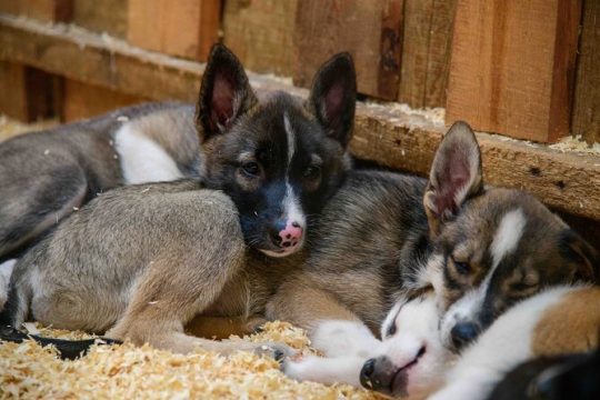 Musher's Camp and S'more Roasting Experience