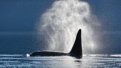 Lots of whales and knowledge.