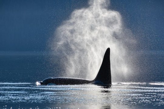Juneau's Premier Whale Watching! - More time on the water!