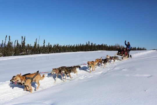 1-hour Winter Dog Sledding in Fairbanks
