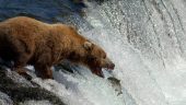 Bears everywhere !!!! ...