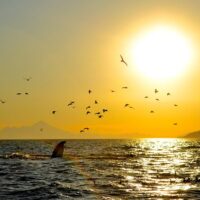 Cruises, Sailing & Water Tours