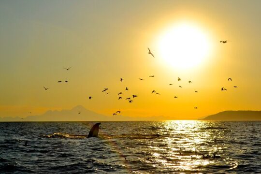 Kachemak Bay Wildlife Tour
