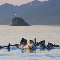 Dolphin & Whale Watching