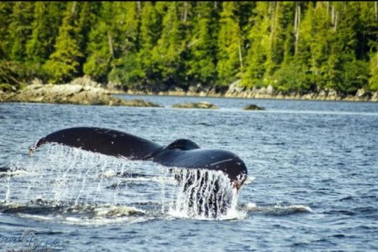 Saltwater Expedition Sightseeing & Wildlife - 6 Passenger Boat