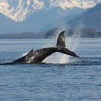 Dolphin & Whale Watching