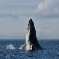 Dolphin & Whale Watching