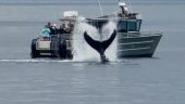So many orcas!