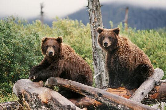 Private Half-Day Nature Tour from Anchorage