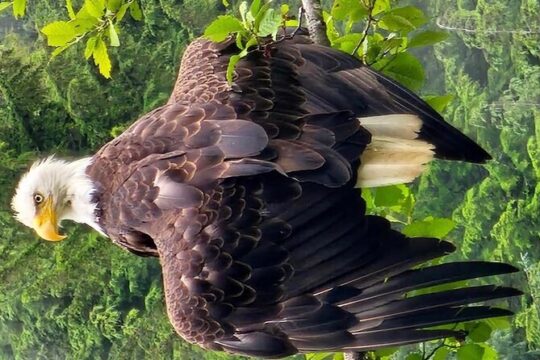 “OVER THE TOP TOURS”AK Wildlife & Totem poles Tour.
