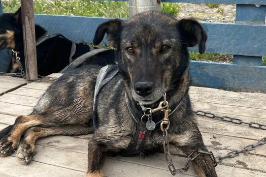 Exclusive Yukon Full-Day Tour with Dog Mushing Adventure