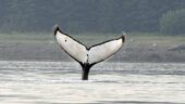 Whale Watching Magic and Majesty