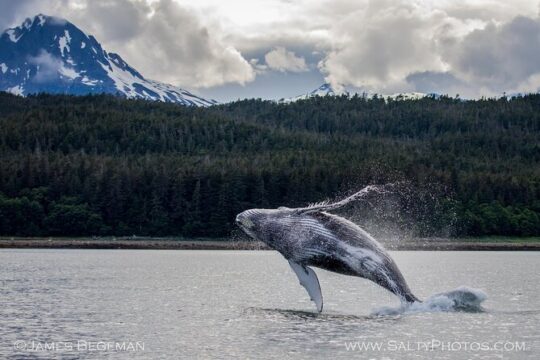 Icy point, Hoonah Alaska, whales, Boat, things to do,