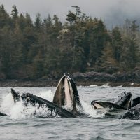 Boat Tours