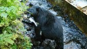 Patience rewarded with a big black bear!