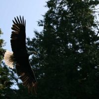 Air Tours