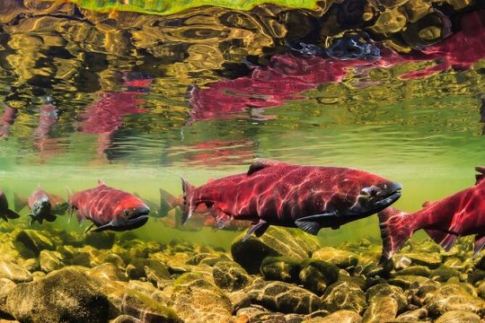 Guided Walking Tour in Totem Park | NATIONAL PARK