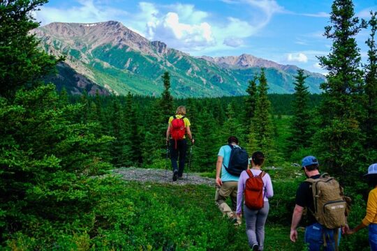 4 Hour Wilderness Wonders Tour in Denali
