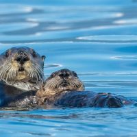 Nature & Wildlife