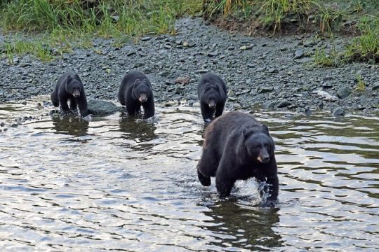 Alaska Native Cultural and Wildlife Tour