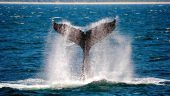 WHALES - a must do trip!