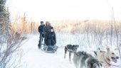 The Dogsled and Reindeer...
