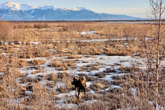 Escaping Anchorage Spring Wildlife Tour