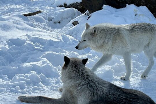 Wildlife and Glacier Tour with a Walk in the Rainforest in Alaska