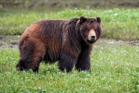 Pack Creek Bear Viewing