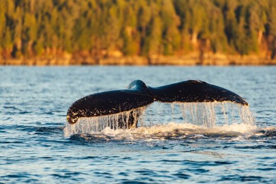 Experience Local Marine Wildlife Tour