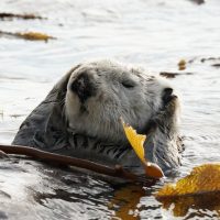 Boat Tours
