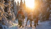 Reindeer Fun