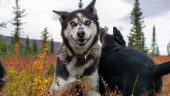 Must do if you're in the Denali area!!!