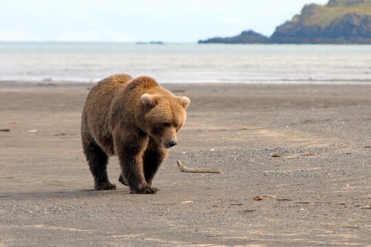 Alaska Bear-Viewing Day Trip from Homer
