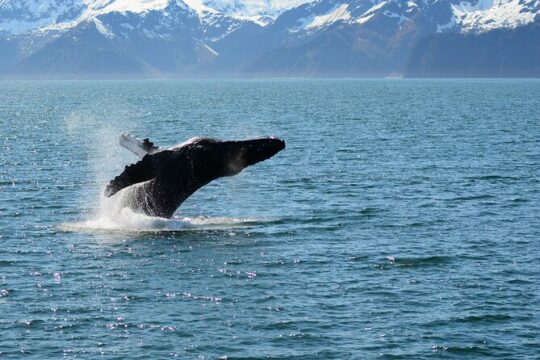 Spring Resurrection Bay Tour