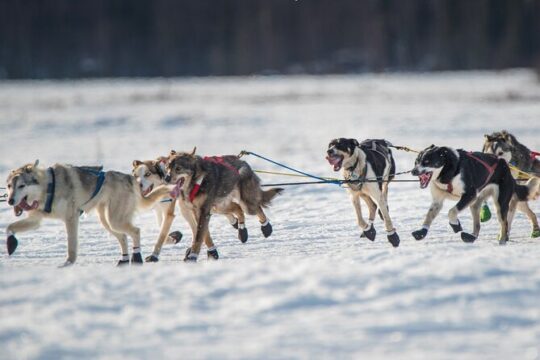 Dog-Pulled ATV Experience|Fairbanks|"The date with Aurora" Alaska