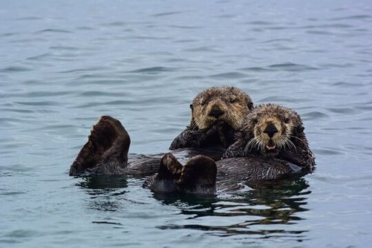 Whale Watch and Sea Otter Quest