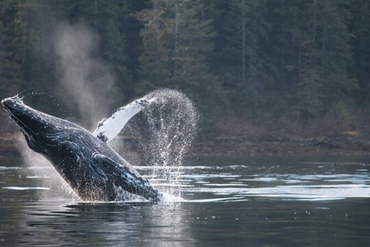 2 Hour Private Marine Wildlife Tour