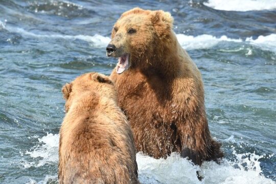 Bear Viewing at Brooks Falls in Katmai National Park